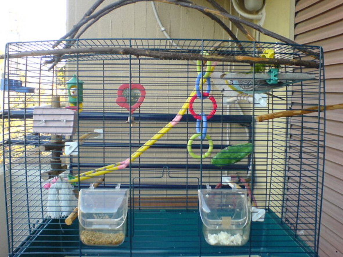 Волнистый попугай домашний в клетке. Содержание волнистых попугаев. Волнистый попугай. Содержание волнистых попугаев. Домик для попугаев волнистых.