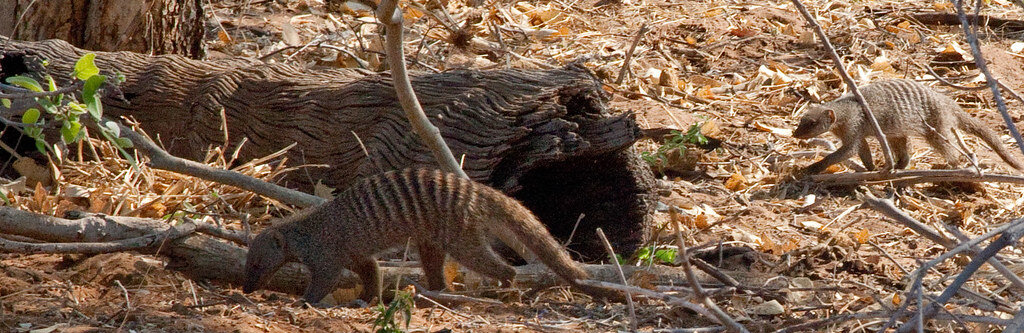 Беспощадная Африка