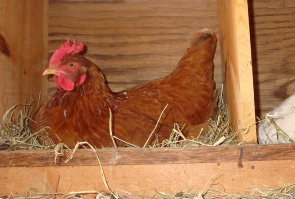 Выпадение яйцевода у кур – как лечить и что делать, причины