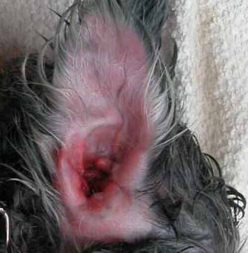 Клинические признаки ушного грибка у собак