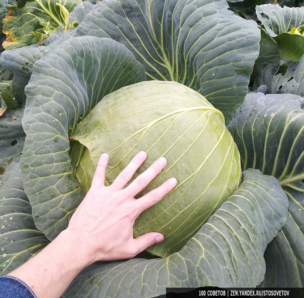 Вилок весом 6 кг