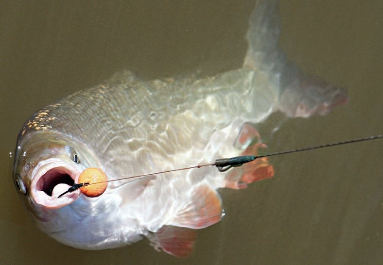 Карась на бойлы