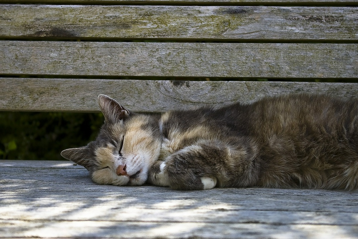 https://pixabay.com/get/55e9d0464f51b108f5d08460822934781c38d7e55b4c704c732672d6944bcd5c/cat-395553_1280.jpg