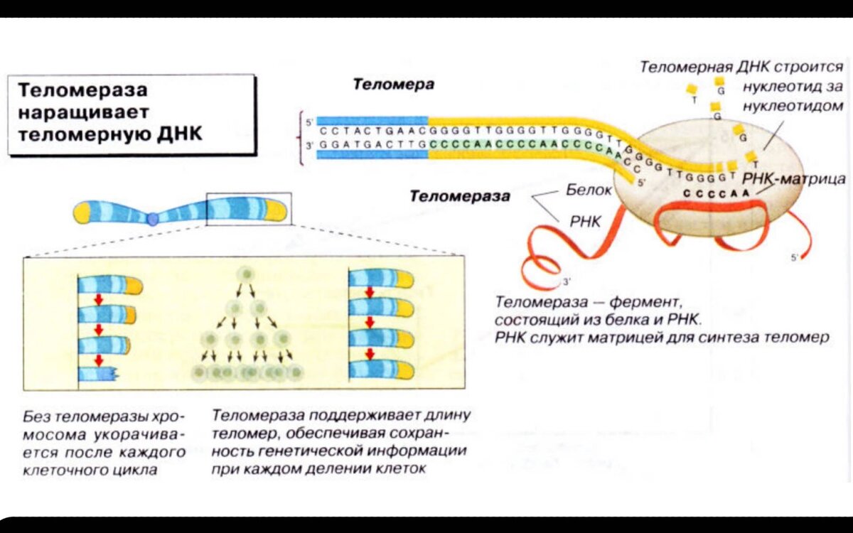 Две субъединицы хромосомы делящейся клетки. Теломеры и теломеразный комплекс. Теломеры строение и функции. Функция ТЕЛОМЕРАЗНОЙ РНК. Теломерная ДНК, теломераза.