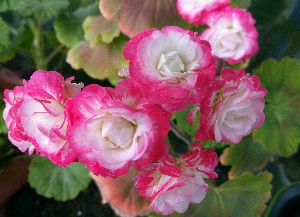 Пеларгония savannah white splash. Герань королевская пеларгония. Пеларгония deacon birthday. Пеларгония ваше величество. Пеларгония pelargōnium birthday.