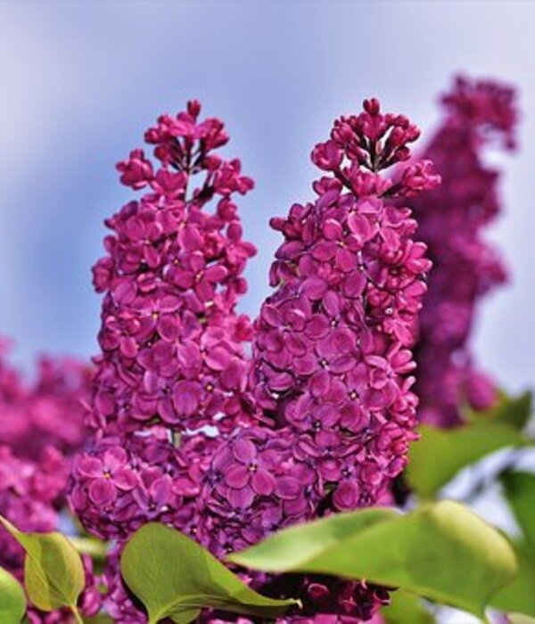 https://cdn.pixabay.com/photo/2019/05/01/06/57/lilac-4170131__340.jpg