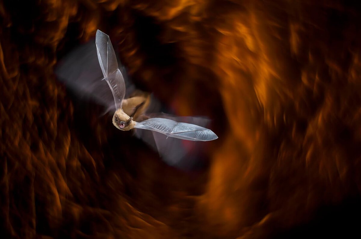 Mario Cea Sanchez. Номинация "Звери", Специальные отметки жюри.