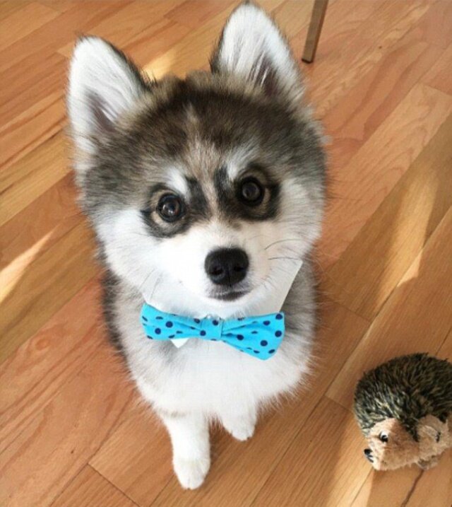 Вы думаете, что это щенок хаски?...