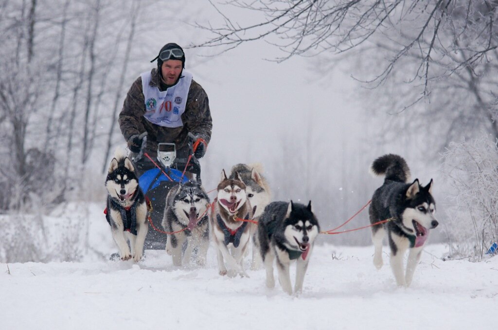 Ездовая упряжка 