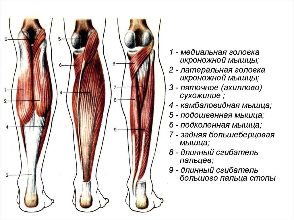 Латеральная группа. Икроножная и камбаловидная мышцы. Камбаловидная мышца анатомия. Анатомия икроножной мышцы человека. Сухожилие медиальной головки икроножной мышцы.