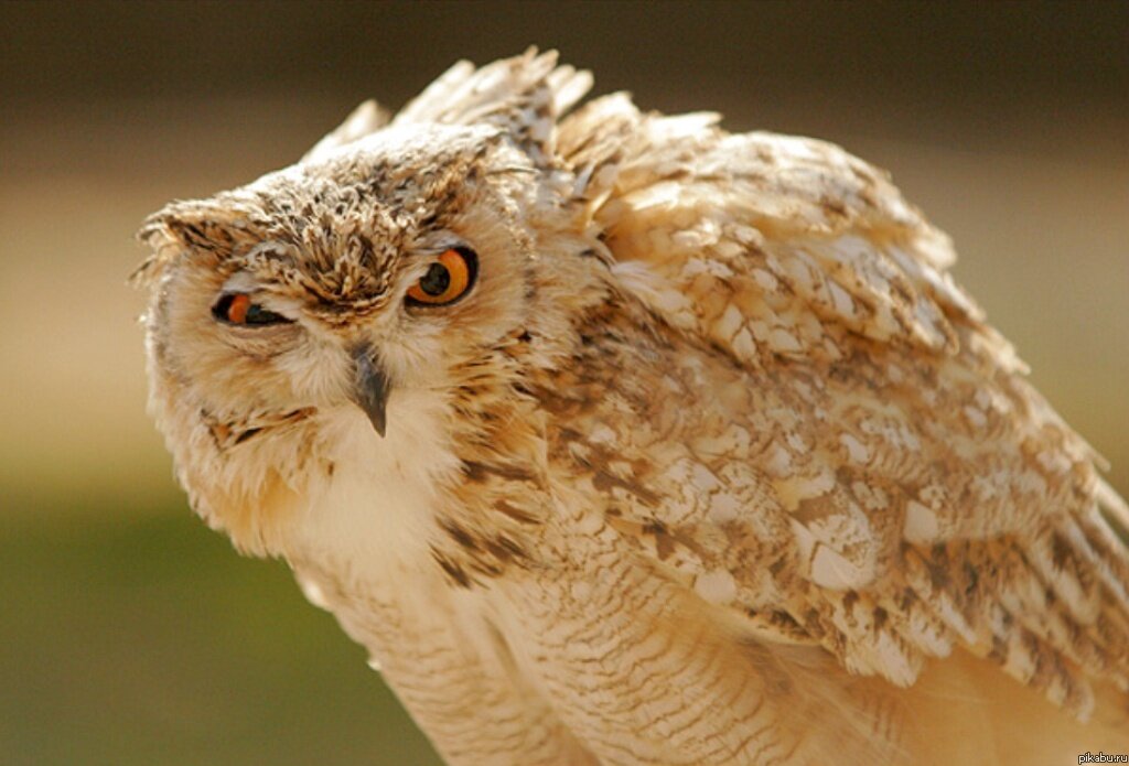 Фото из открытых источников Internet