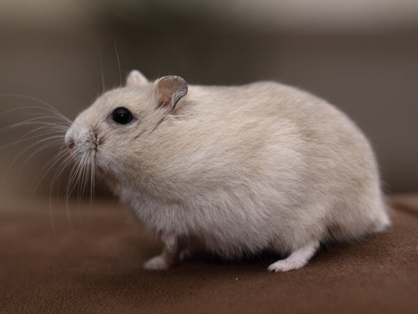 Окрас кэмел у джунгарского хомяка.