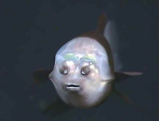 Малоро́тая макропи́нна, или бочкогла́з 