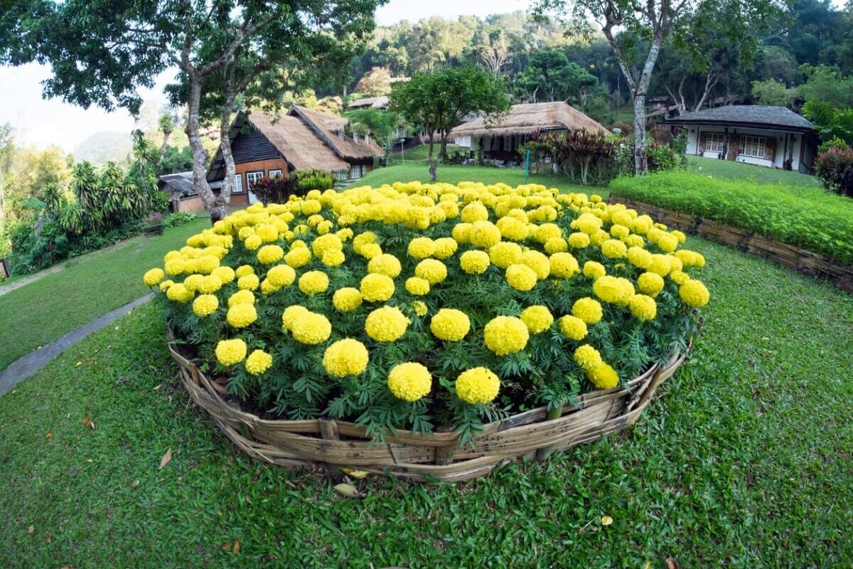 Моноклумба круглой формы с жёлтыми бархатцами.