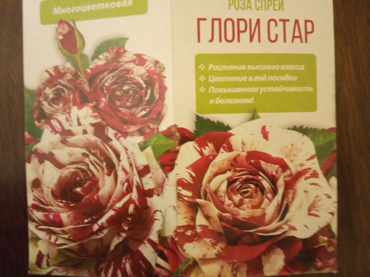 Роза спрей Глори Стар, листайте галерею