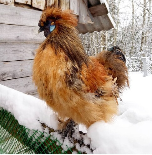 Китайский шелковый петух,дикий окрас