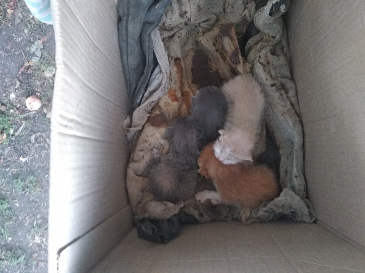 Начнём с того, что к такому сюрпризу жизнь меня точно не готовила... Мы приехали на дачу и обнаружили такое чудо у себя под дверью. Оставлять их было жалко, погибнут, но дома нас ждал 13-ти летний кот, реакция которого была на тот момент не предсказуема. На свой страх и риск малышей мы забрали, кот их игнорировал, но у нас появились новые, куда более важные сложности... В этой статье я расскажу вам об ошибках в выхаживание котят и некоторых трудностях.