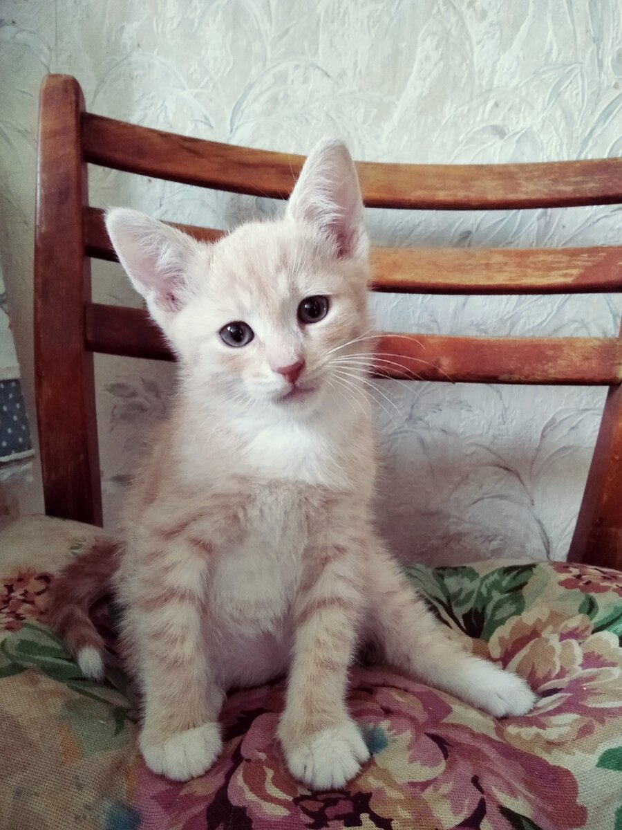 Рыжий за день до отъезда в новую семью. Фото автора