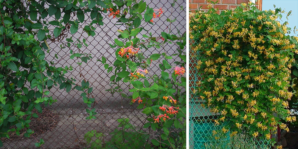 Забор из сетки Рабица: как превратить прозрачное ограждение в ...
