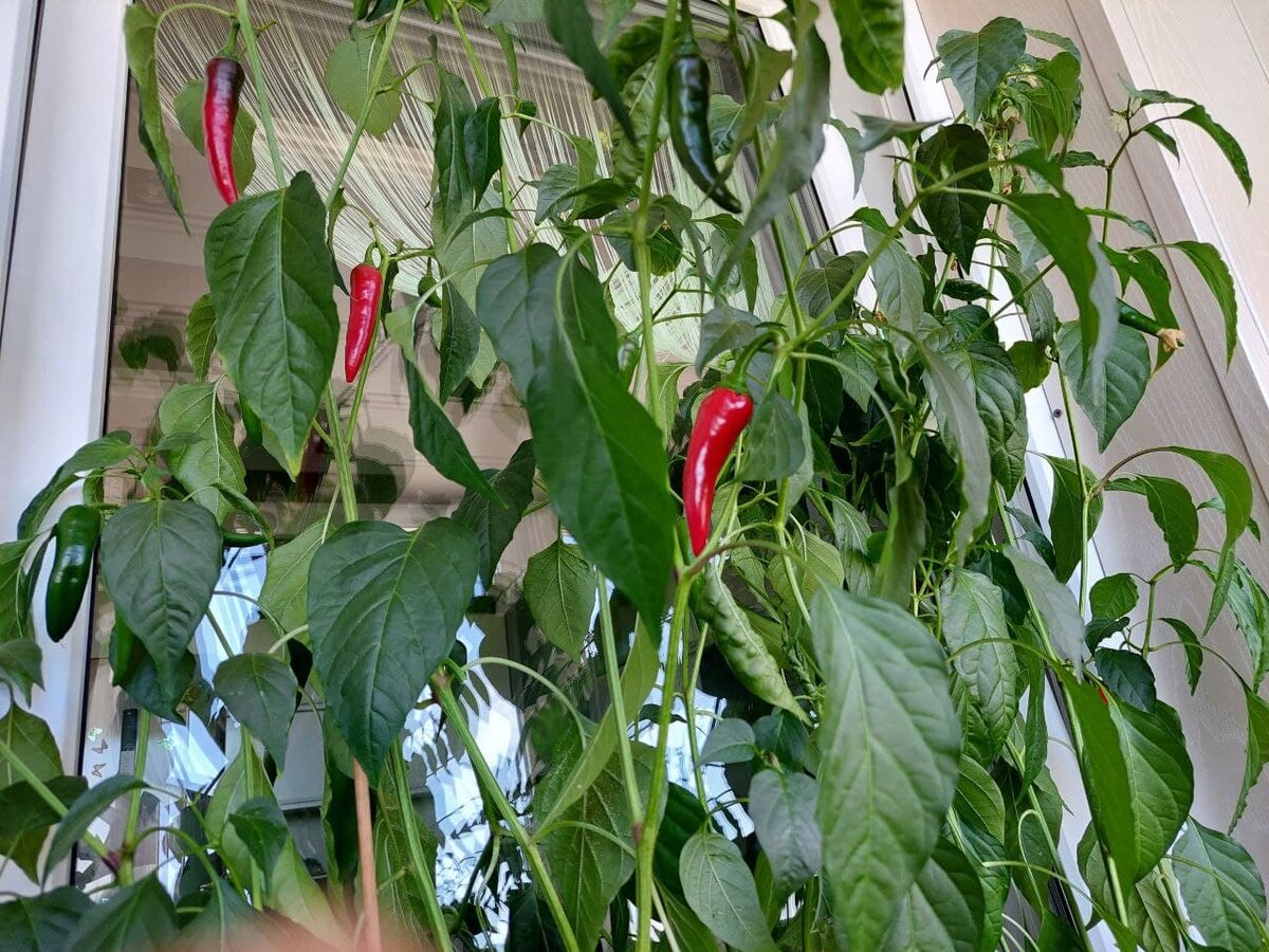 Перчики, которые мой брат растит на балконе)