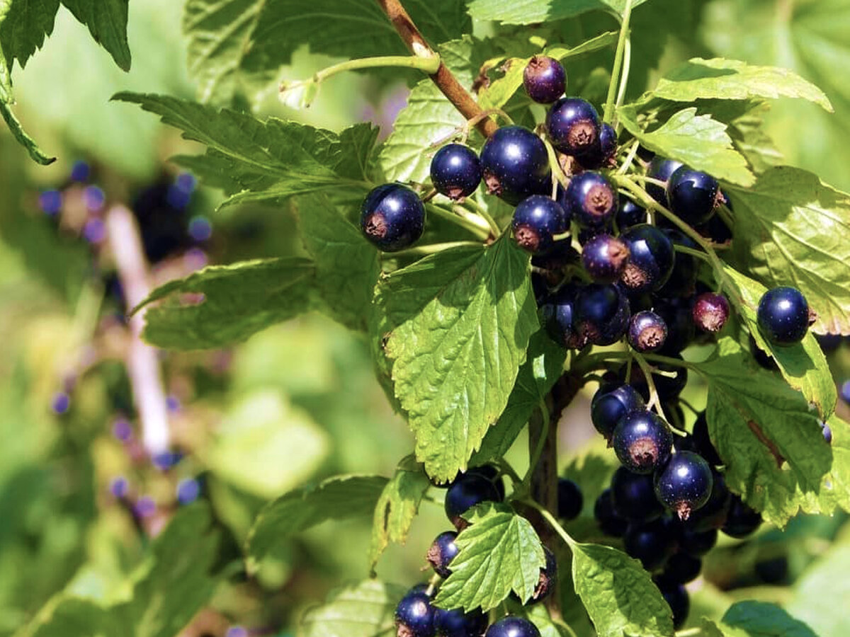 Любэ где смородина растет. Смородина черная - ríbes nígrum. Black Currant черная смородина. Смородино-крыжовниковый гибрид йошта. Древовидная смородина.