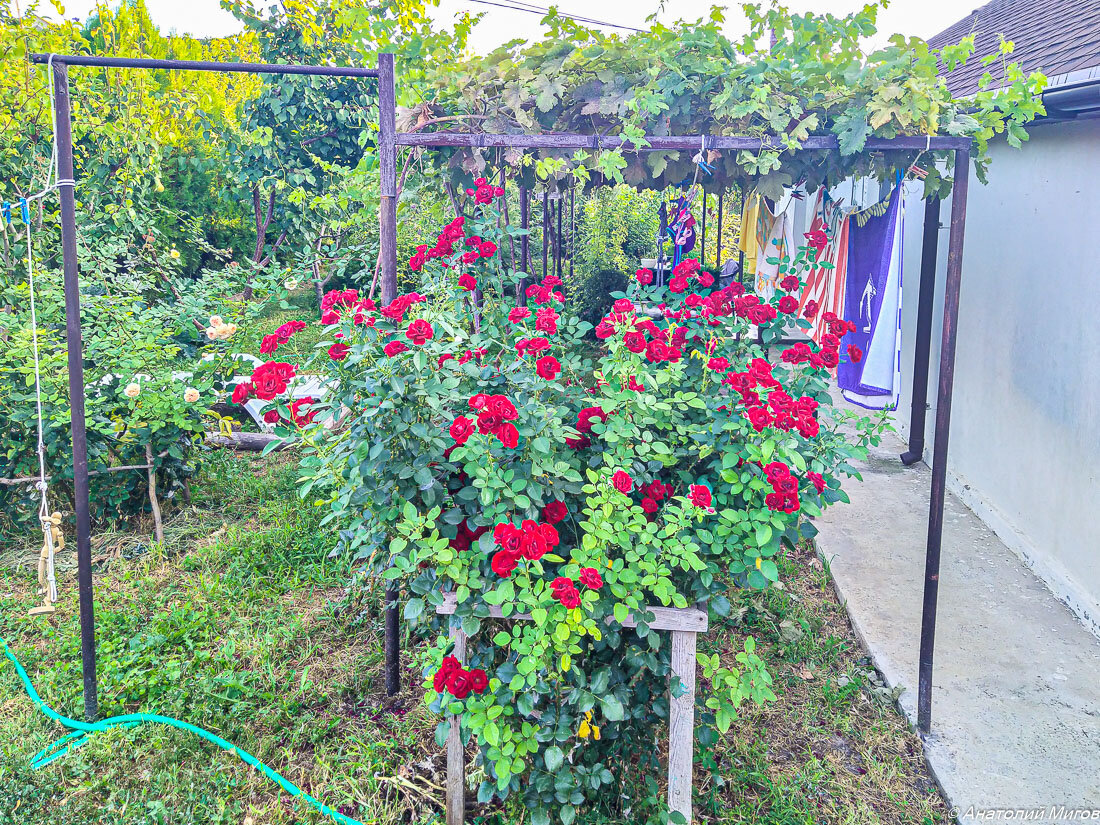 На фото: самая роскошная наша роза Кёр де Вандея. Никто больше так обильно не цветёт, как она.