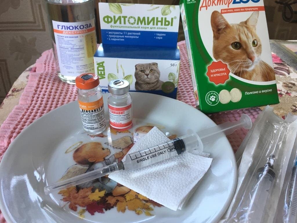 Как сделать коту укол, чтобы он не укусил вас и не погнул иглу | Цветок ...