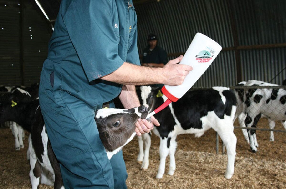 Процесс принудительной выпойки теленка дренчером