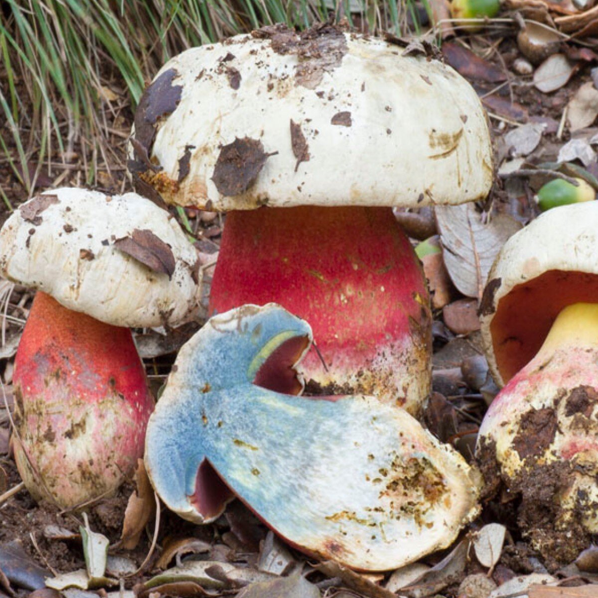 Лесной чёрт — Сатанинский гриб (лат. Rubroboletus satanas) | Грибы:  собираем, готовим, едим | Дзен