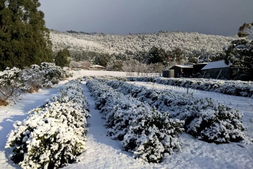 Тасманский чайный сад под снегом. Tassie-T