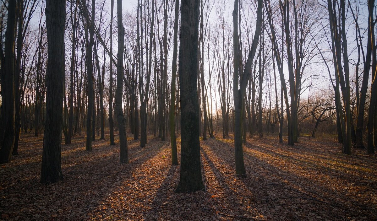 Image by StockSnap from Pixabay  