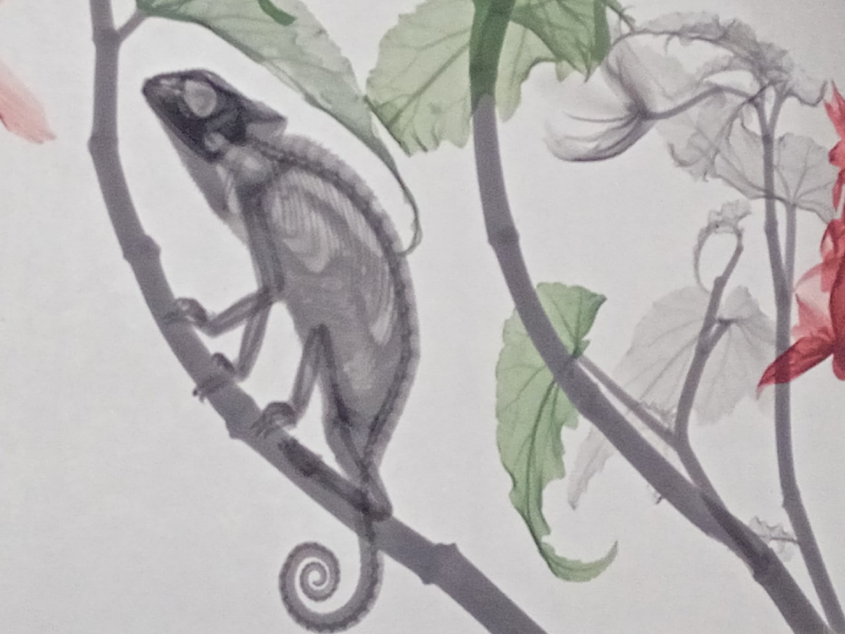 Небольшое и забавное хулиганство на стене частной клиники, возле рентгеновского кабинета. Да, той самой клиники, в которую я больше не ходок.