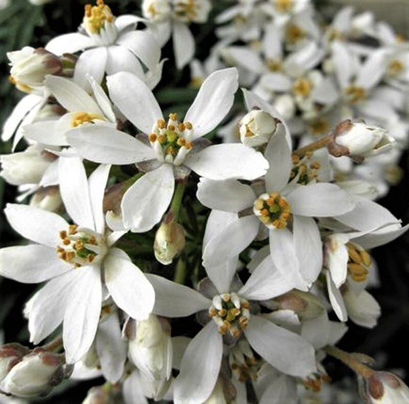  Ароматные цветы шуазии тройчатой. Фото с сайта: https://clck.ru/ahTXK.