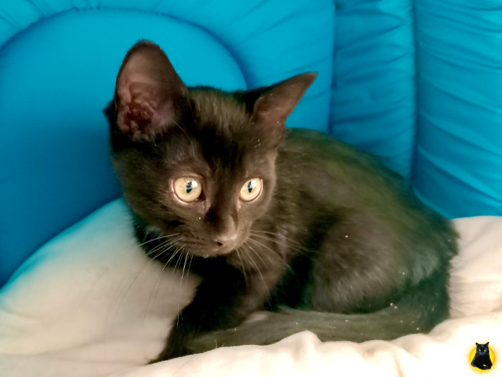 Котята из леса