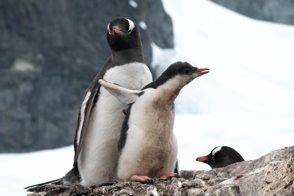 Субантарктический пингвин
