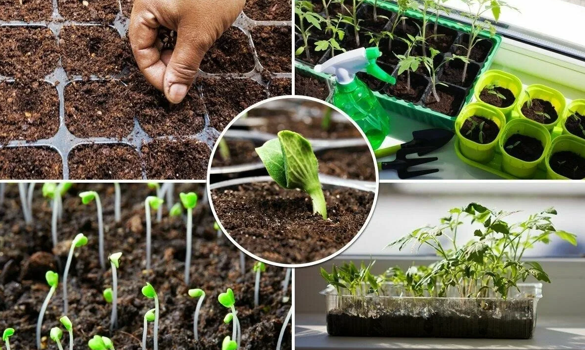 Сеянцы помидор. Не поздно ли сеять помидоры. Не поздно ли сеять помидоры. Не поздно ли сеять помидоры. Сажать помидоры лежа.