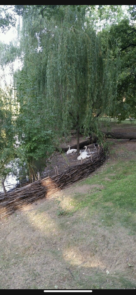 Лебеди. Кстати это очень агрессивная птица и они очень мешали нам ловить