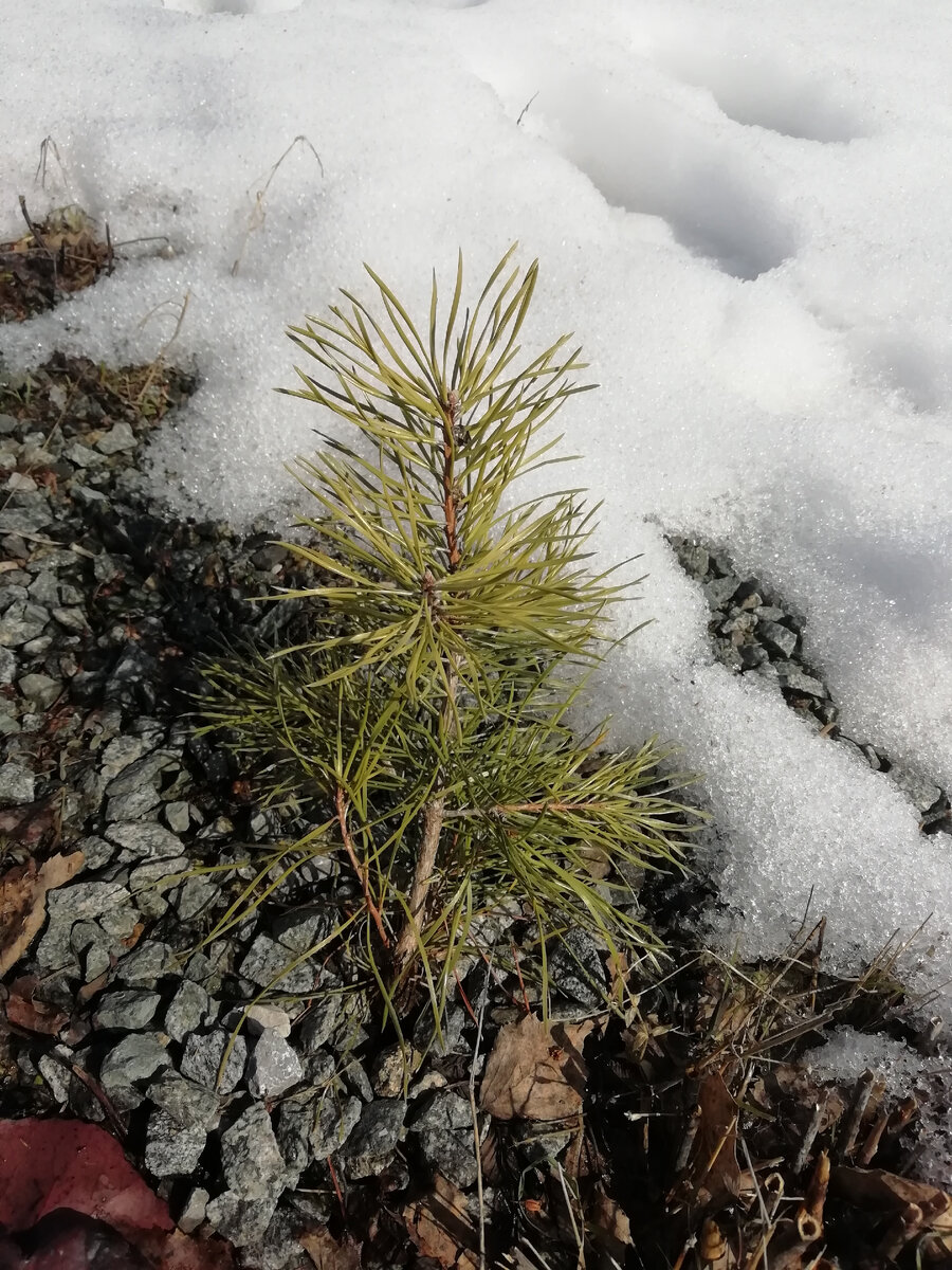 Это сосна растюшки, которая выросла сама