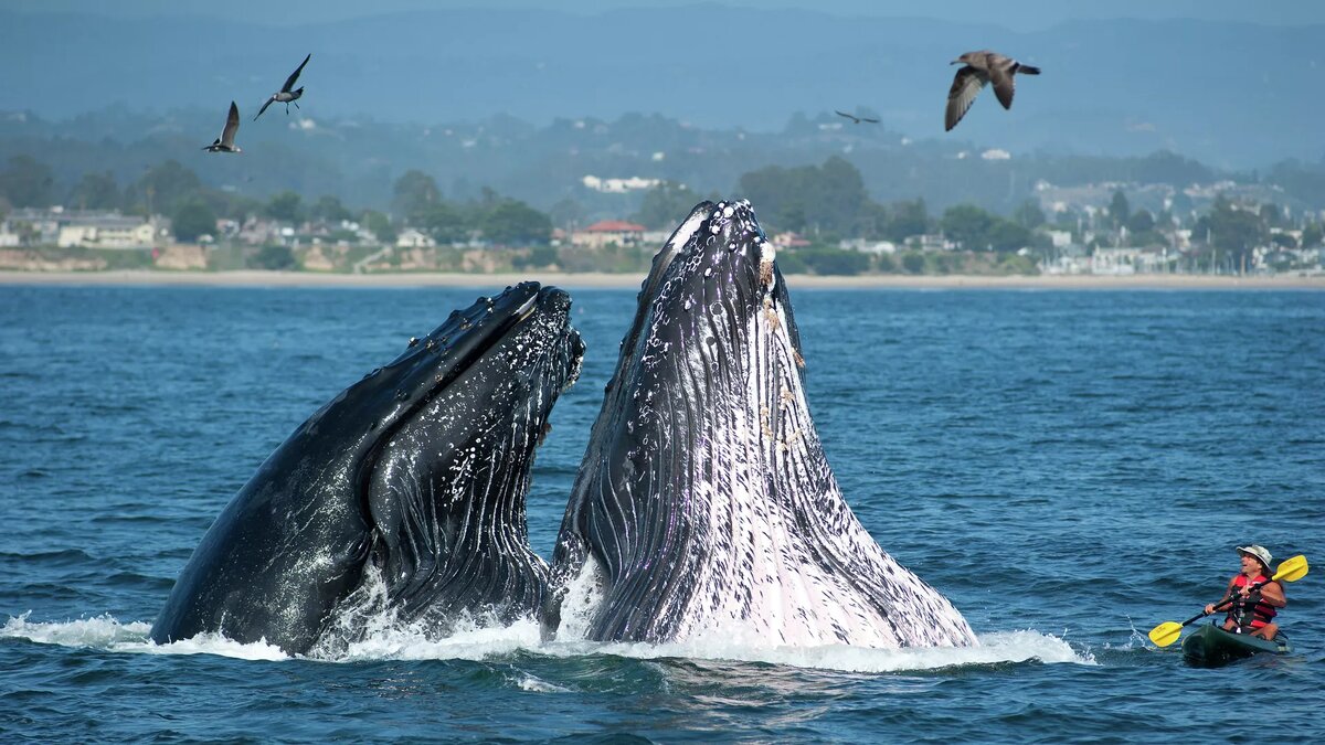 © AP Photo / Santa Cruz Conference and Visitors Council , Paul Schraub