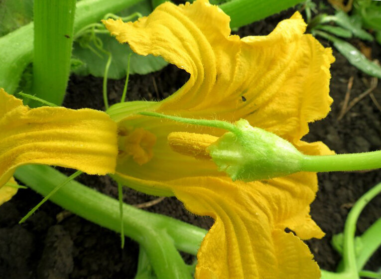 Мужской и женский цветки кабачка