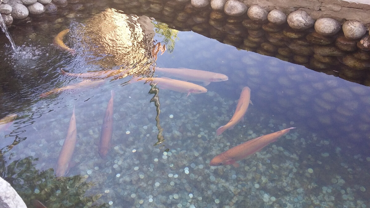 Форель в Кисловодске. Можно поймать и заказать чтобы тебе ее приготовили.