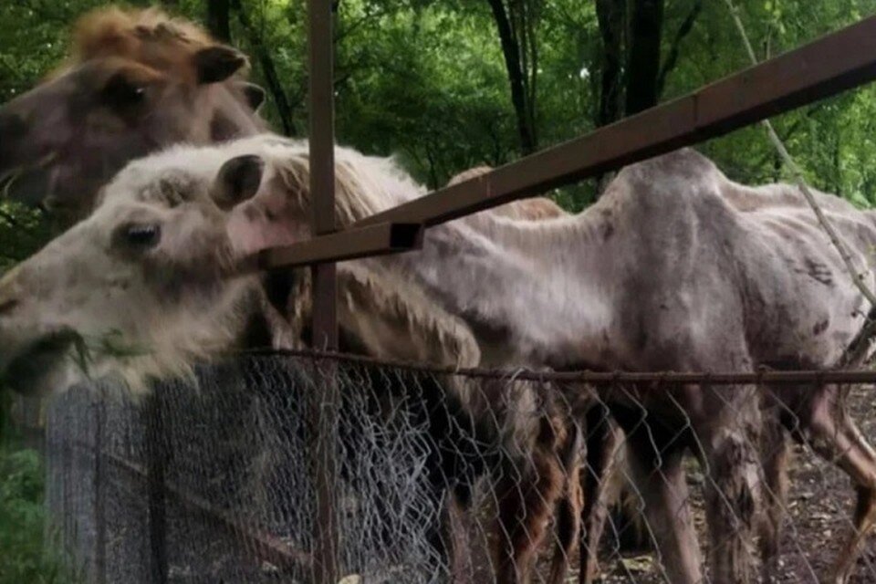     Верблюды умирали.