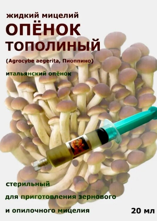 Мицелий шампиньонов своими руками: как вырастить в домашних условиях, посадка, размножение