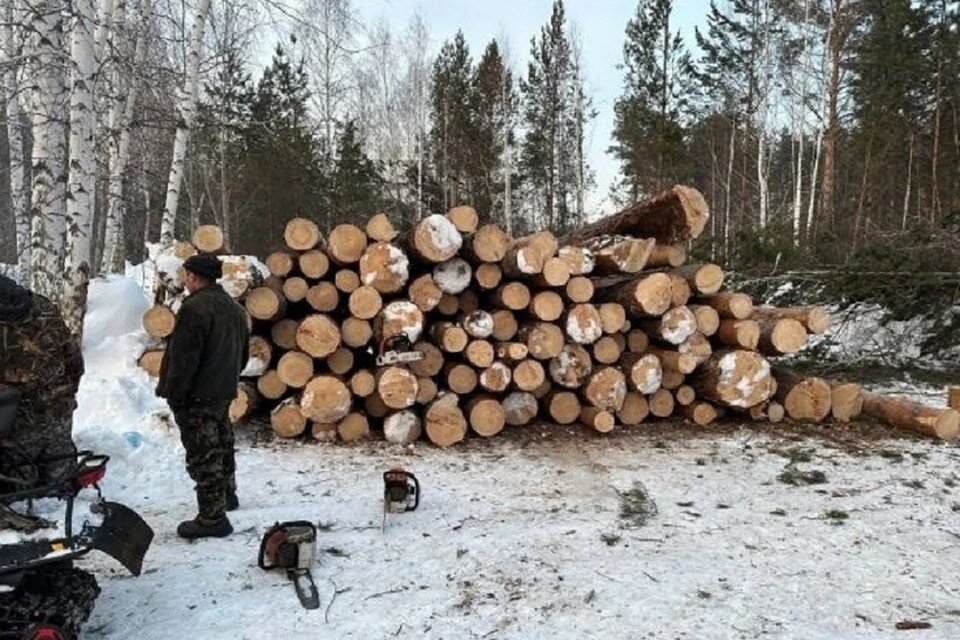     Мэр Новосибирска отменил вырубку деревьев в лесу в Нижней Ельцовке. Фото: предоставлено Василисой Мальцевой.