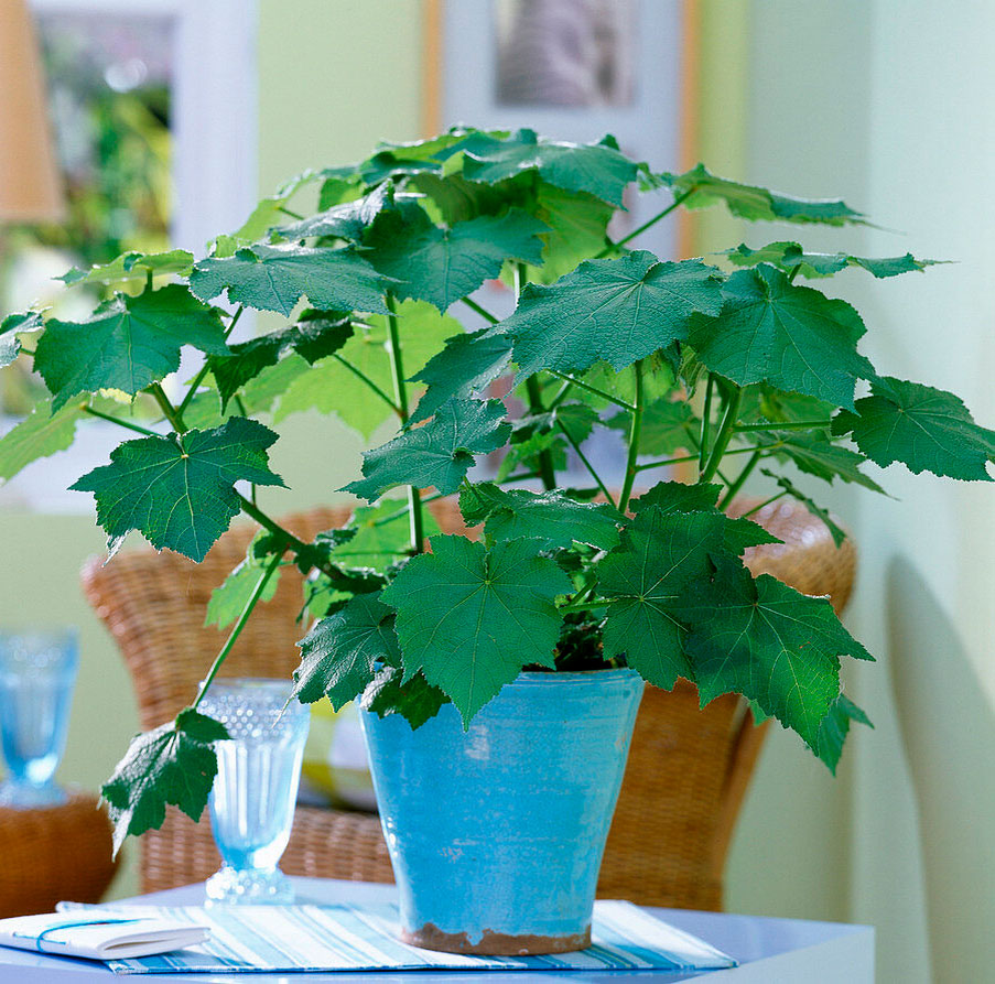 Спармания комнатная липка. Спармания (комнатная липа). Растение комнатная липка. Спармания африканская. Спармания комнатная липка.