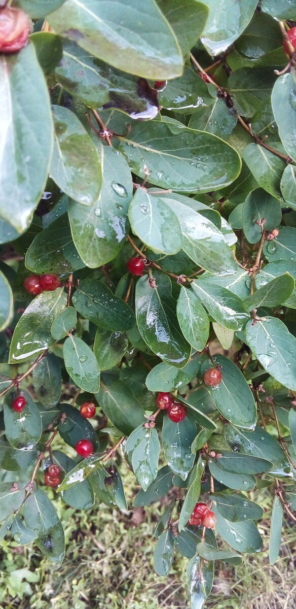 Авторское изображение. Во время дождя 