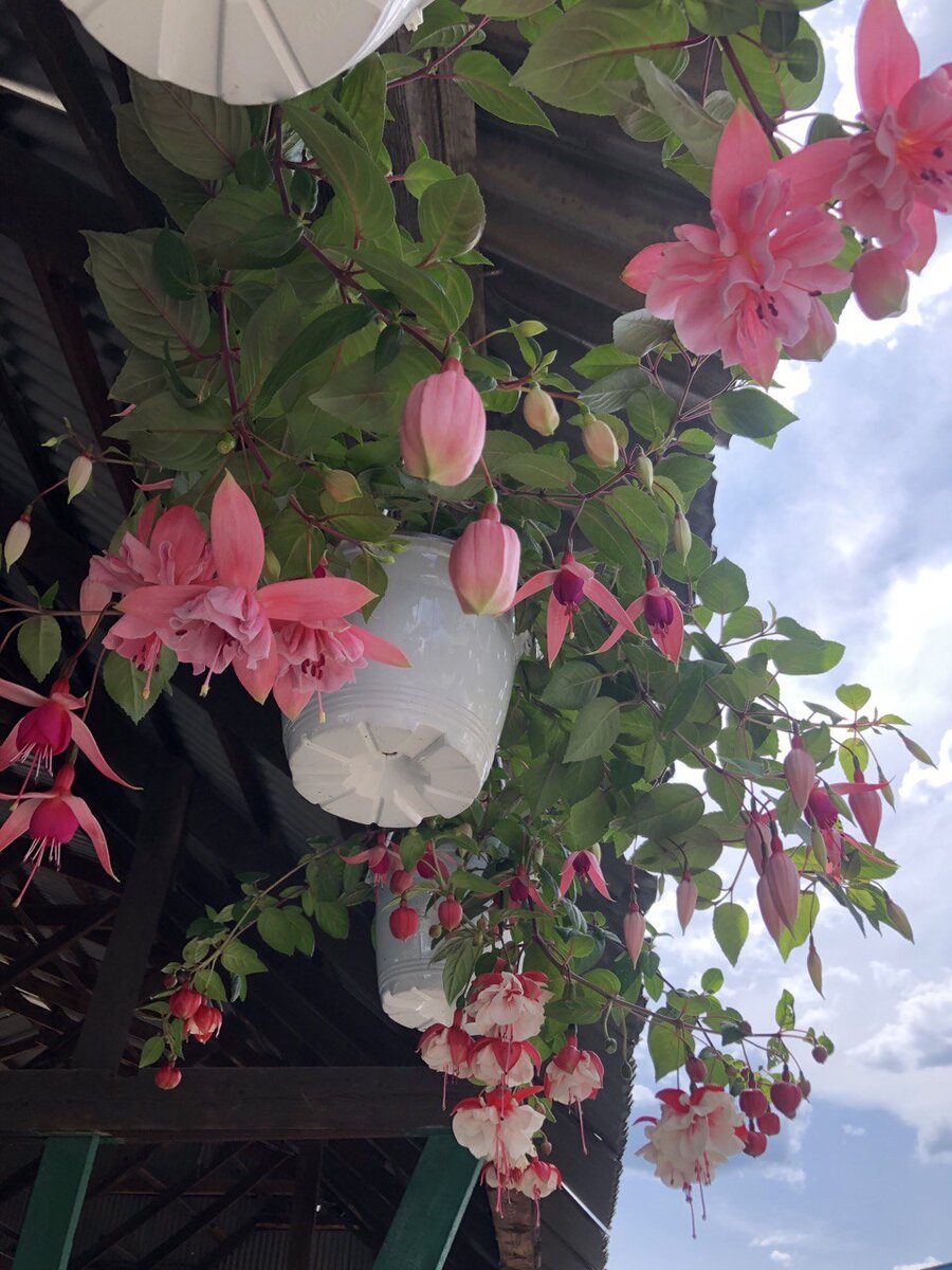 Кашпо с фуксией (фото автора)