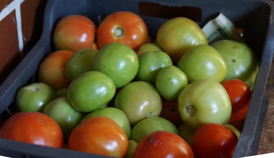 Как правильно дозаривать зеленые помидоры в домашних условиях