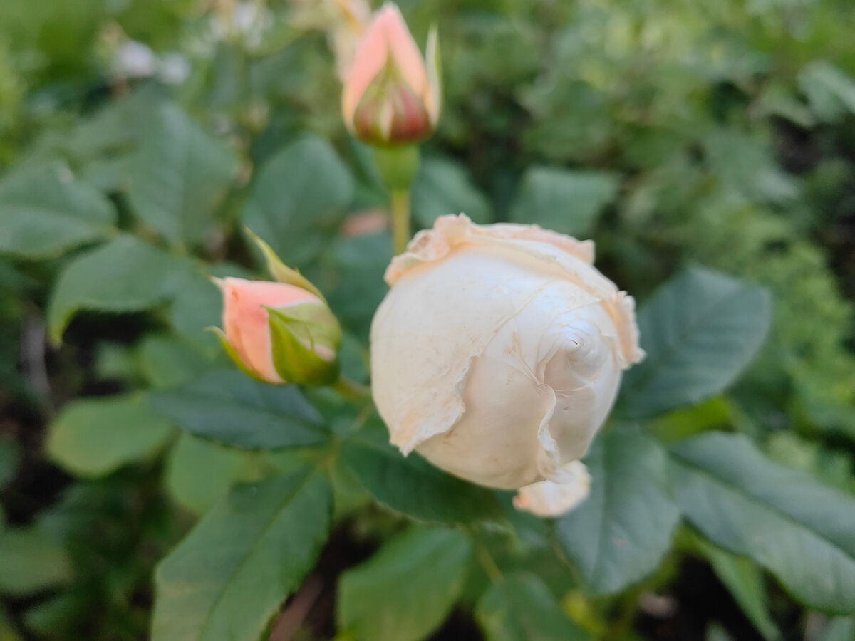 Питомник розы александры
