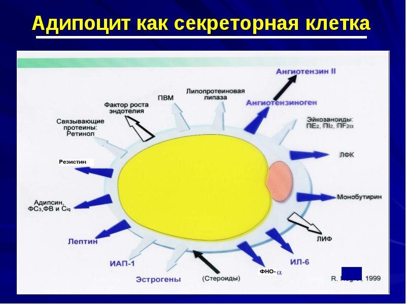 Жировая клетка рисунок